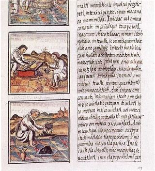 Florentine Codex