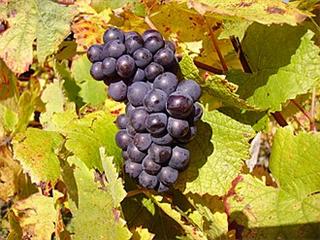 Pinot noir