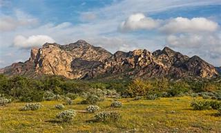 Sonora