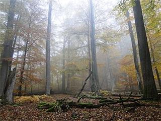 Spessart